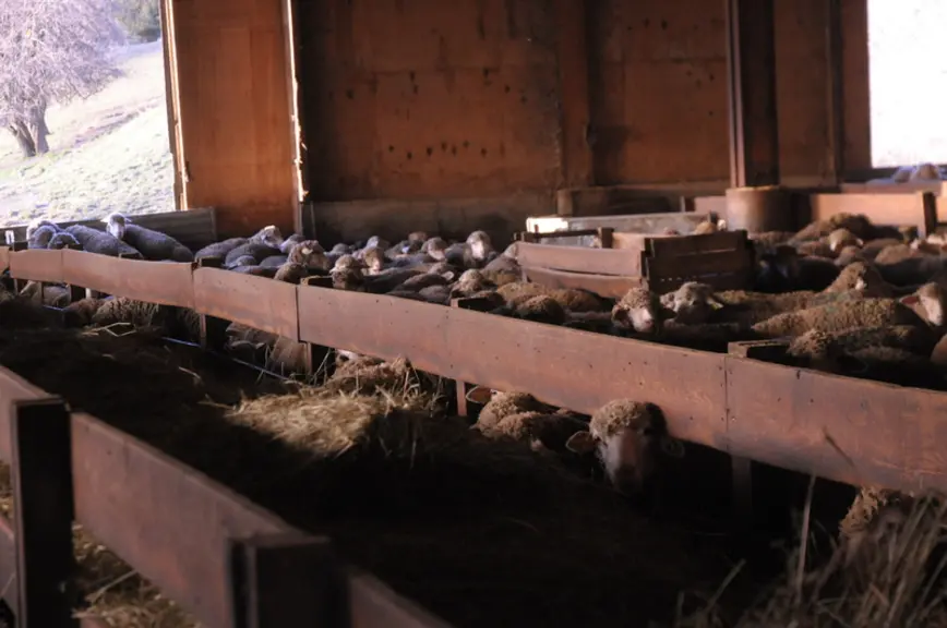 Les animaux sont rentrés de décembre à fin avril dans un couloir adapté. © M.-A. Batut