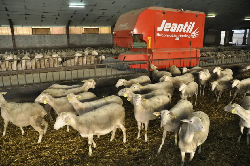 Les éleveurs ont constaté que les brebis sont beaucoup plus calmes lors de la distribution, parce que l’automate « amène du frais plusieurs fois par j