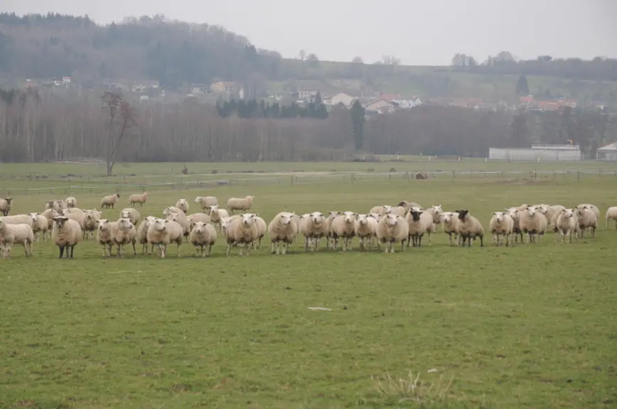 L’élevage ovin du Grand Est a su trouver sa place dans les nouvelles instances régionales. © A. Villette