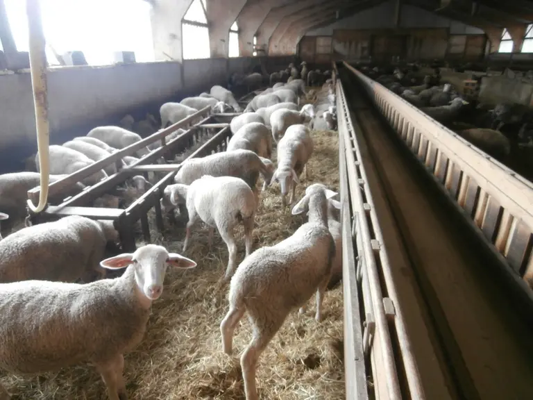 Les brebis produisent du lait du 1er octobre au 5 juin.  © N. Rivemal