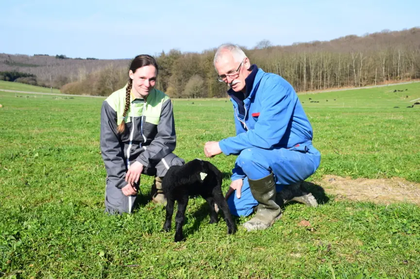 Dans les Ardennes belges, Pierre et Wendy Pirson apprécient cette race maternelle, facile à vivre et résistante au climat rude. © D.Hardy