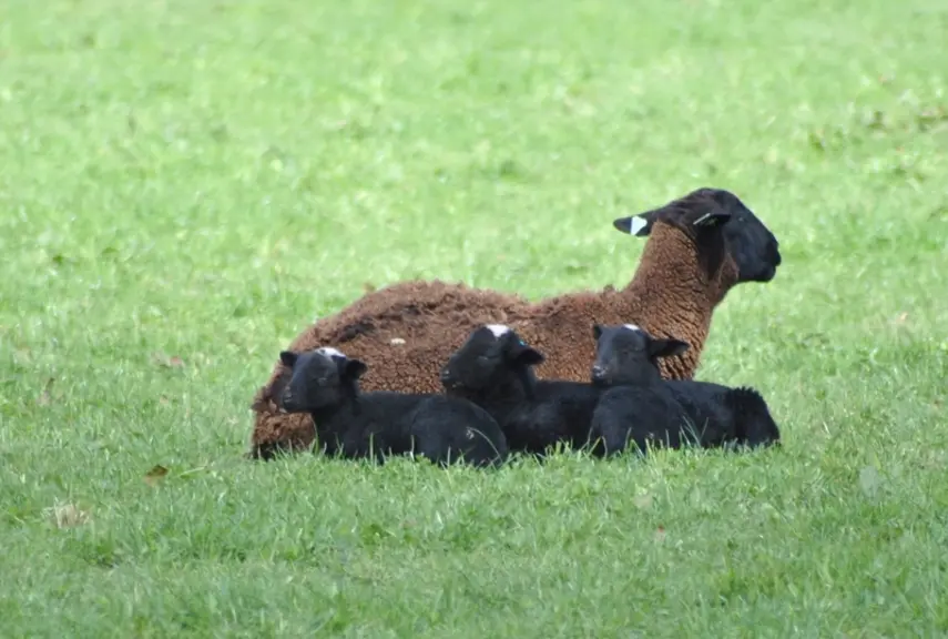 La prolificité élevée est couplée à une excellente aptitude au désaisonnement naturel. © ROM Selection