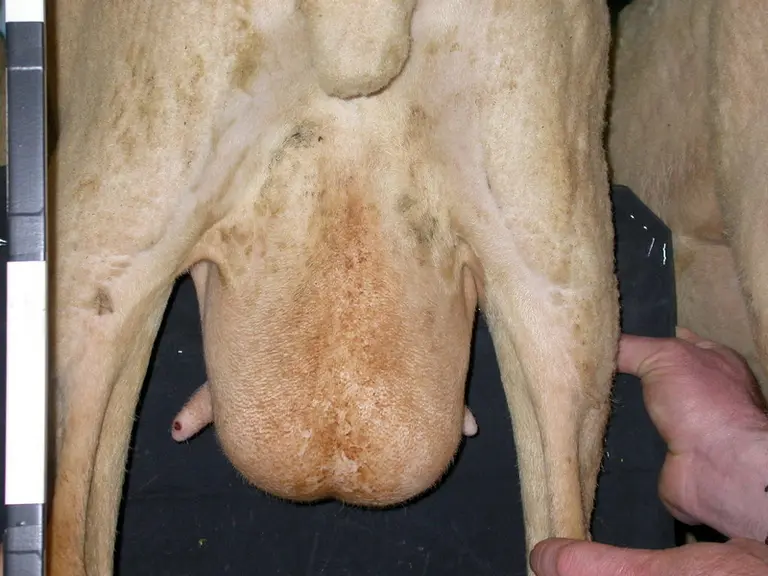 METTRE LES DEUX PHOTOS COTE A COTELes brebis avec un bon index cellule (à gauche) avaient plutôt des mamelles plus hautes et des trayons plus courts e