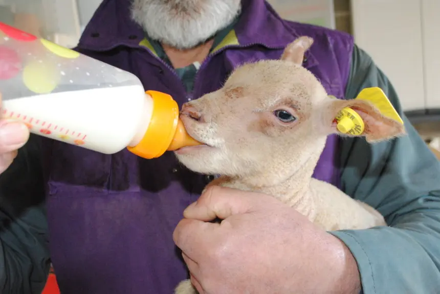 Cette tétine de bébé est bien adaptée pour faire téter les nouveaux nés. © Ciirpo