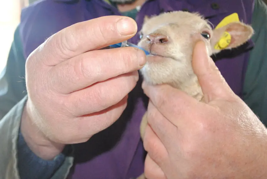 On peut administrer des spécialités à l’origine injectables par la bouche. © Ciirpo