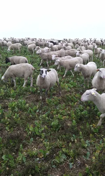 Le couvert est plus ou moins développé selon les conditions climatiques. © M. Taupin