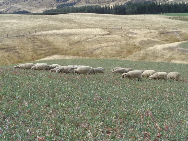 Les agneaux peuvent avoir une croissance de 300 à 400 g de GMQ après le sevrage en pâturant les colzas. © C. Valadier