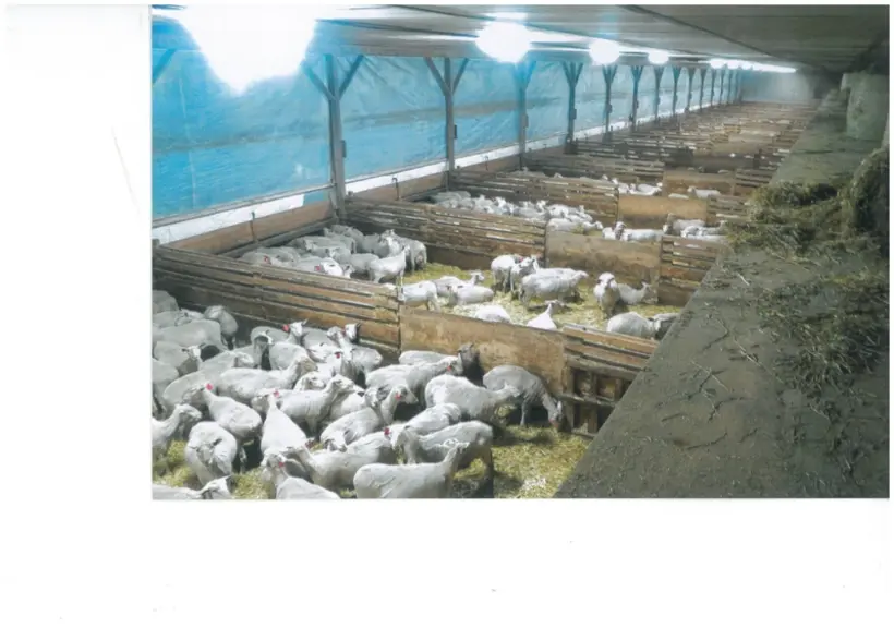 Avec un régime d'orge et d'ensilage, les brebis, pleines et fraîchement tondues, attendent l'agnelage. © A. Tschetter