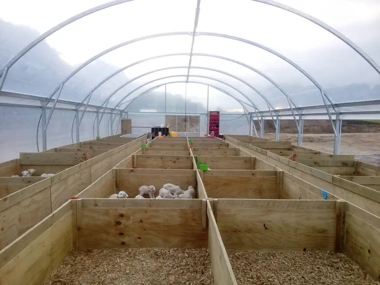 Dans la partie nurserie du bâtiment, les agneaux apprennent à téter au nourrisseur. © C. Valadier