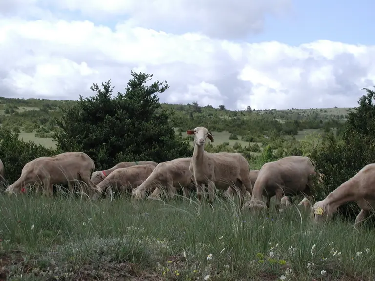 La fermeture des milieux facilite les attaques de loup qui peut approcher le troupeau à couvert. © P. Hassou-Inra