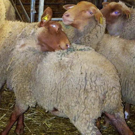 La gale entraîne de fortes démangeaisons et les animaux se grattent sans cesse. © H. Germain