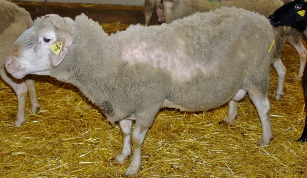 d - Pica[Mettre les photos 1 à 5 ensemble avec une même légendes : En dehors de la gale, d'autres causes peuvent provoquer des démangeaisons. ] © H. G