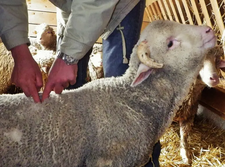 f -  En grattant un bouton croûteux, l'animal réagit et retrousse ses lèvres.   © H. Germain