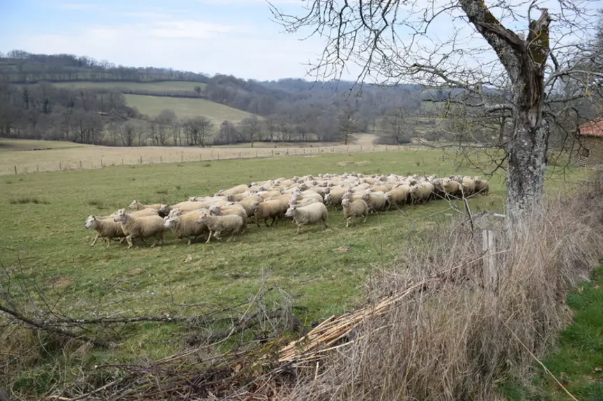 Moutons dans pâture © D. Hardy