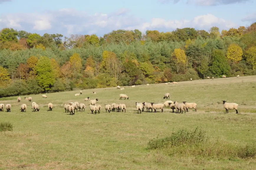Moutons dans pâture © L. Geffroy
