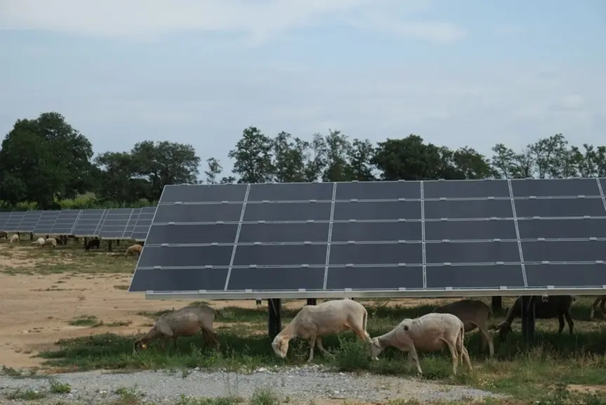 En plus de la viande et du lait, l'élevage ovin apporte de la laine et potentiellement de l'énergie.  © DR