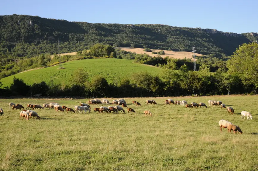 Avec ses prairies et ses haies, l'élevage ovin participe à la préservation de la biodiversité dans nos campagnes.  © L. Geffroy