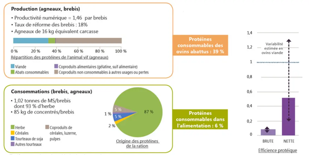 Exemple d’efficience de conversion des protéines végétales par un élevage ovin viande avec les deux tiers des mises bas au printemps © GIS Élevage dem