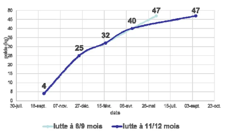 Graphe Itinéraires d’une agnelle née en fin d’été et en automne avec des luttes de 8 à 12 moisLes agnelles doivent peser les deux tiers du poids adult
