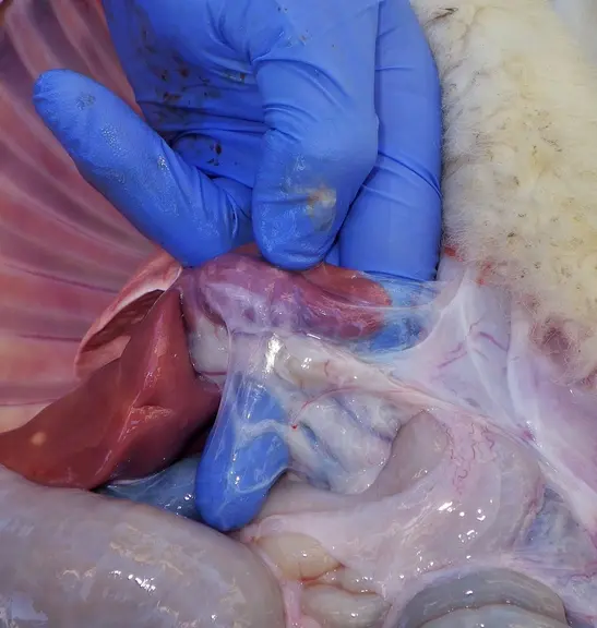 Mettre d, e et f ensemble avec la légende commune : infection du nombril + légende individuel : Cordon blanchâtre.  © H. Germain