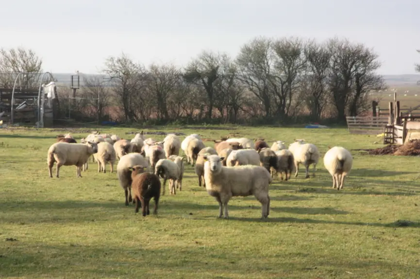 La brebis avranchine, autrefois utilisée pour la qualité de sa laine et ses aptitudes herbagères, a dû réapprendre à survivre sur le littoral normand.