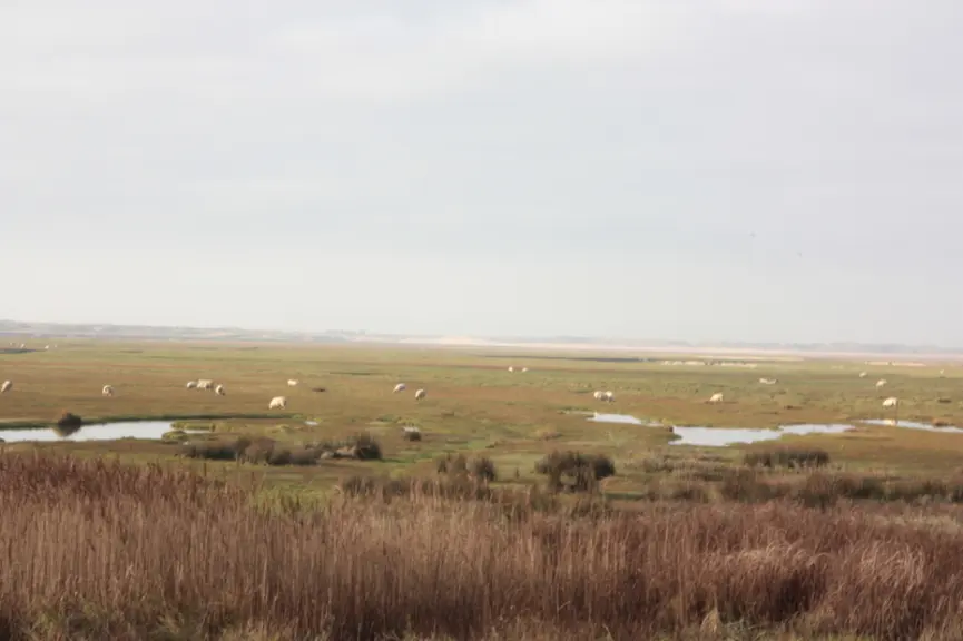 Un cadre idyllique mais une réglementation contraignante. Stéphanie espère pouvoir augmenter son troupeau et construire une vraie bergerie en 2018. ©