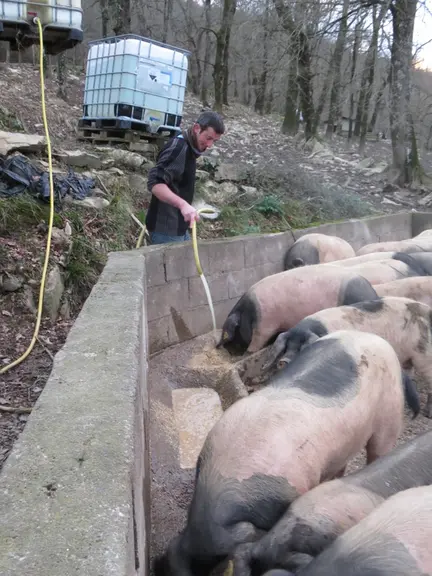 Sébastien Astabie le distribue une fois par jour, en même temps que l’aliment. Ces seuls investissements  sont une pompe dans la fromagerie et une cuv