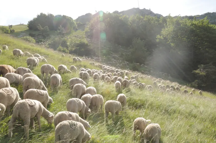 La filière veut intégrer les coûts de production dans la contractualisation entre les éleveurs et leur premier acheteur. © A. Villette