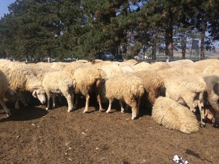 (même légende pour photo et 2) Un important volume de graisses est stocké dans la queue. © G. Millet