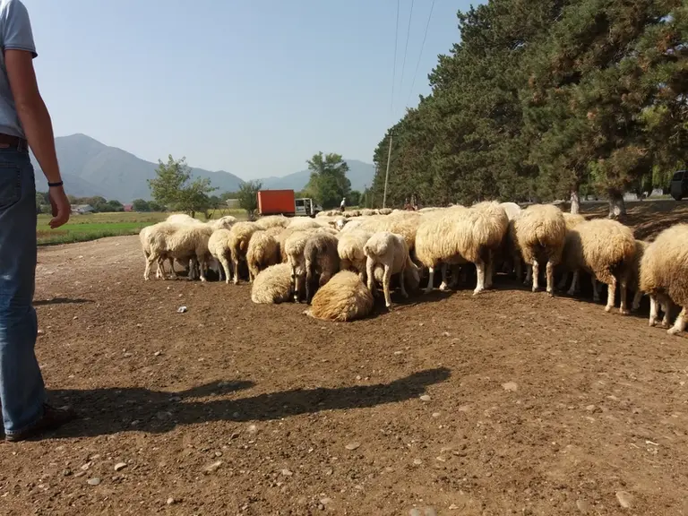 (même légende pour photo et 2) Un important volume de graisse est stocké dans la queue. © G. Millet