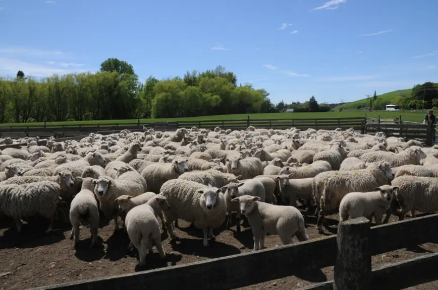 Augmenter la production par brebis : tel a été l'objectif de la filière ovine dans son ensemble après la suppression des aides en 1984. © J. Boudoin