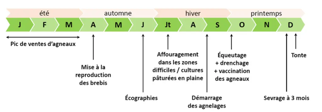 Calendrier de travail des exploitations ovines © GEB - Idele