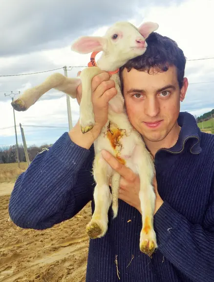 1 L'écoute de la respiration des agneaux permet de percevoir un sifflement en cas de problème.  © H. Germain