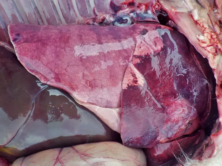 [Mettre 10, 11 et 12 ensemble] 12 Congestion liée aux pasteurelles © H. Germain