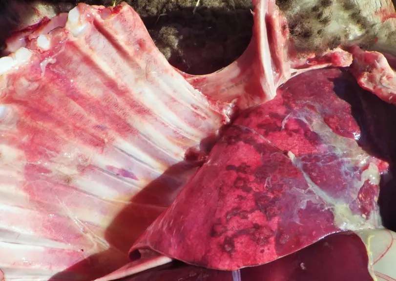[Mettre 4 et 5 ensemble] 4 Les poumons collés entrainent une saisie, partielle ou totale, à l’abattoir.  © H. Germain