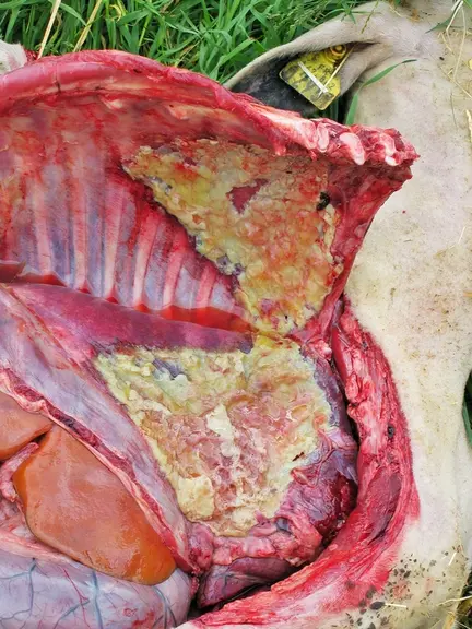 [Mettre 4 et 5 ensemble] 5 Les poumons collés entrainent une saisie, partielle ou totale, à l’abattoir.  © H. Germain