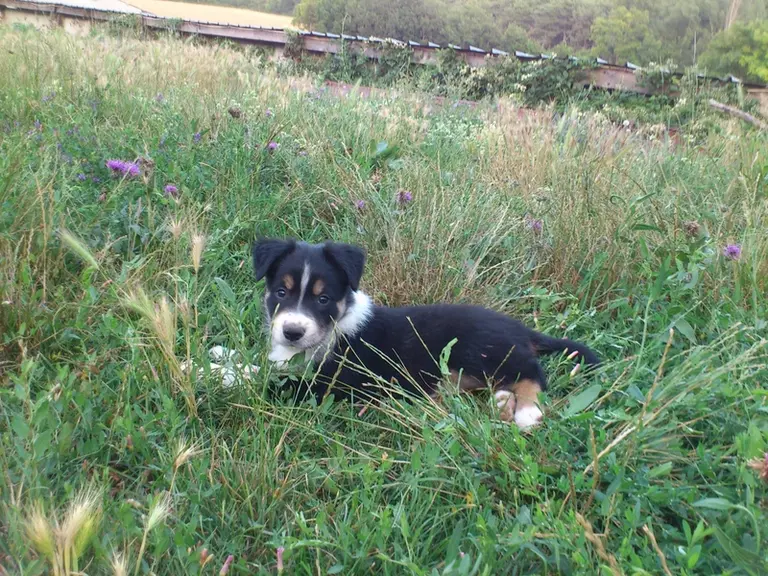 Pour un chiot, l’apprentissage commence avant tout avec le jeu afin de le sociabiliser et lui faire reconnaître son nom et son maître.  © J.-M. Jolly
