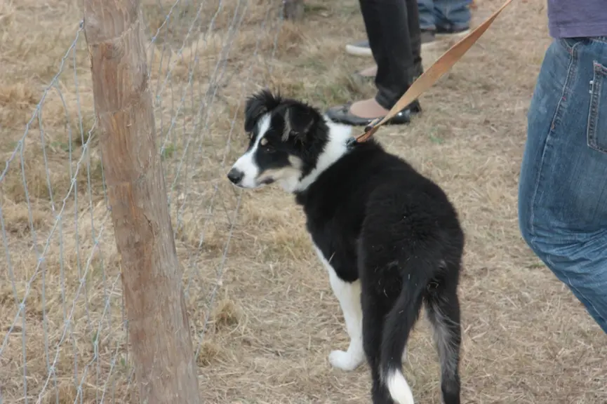 Un chien qui marche en laisse à hauteur du maître sera plus attentif et réceptif aux indications de celui-ci. © B. Morel