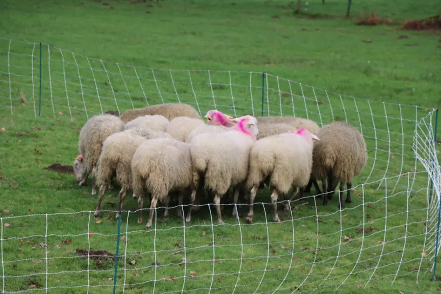 Le cercle, délimité par un filet, est l'outil indispensable pour travailler en toute sécurité. © B. Morel