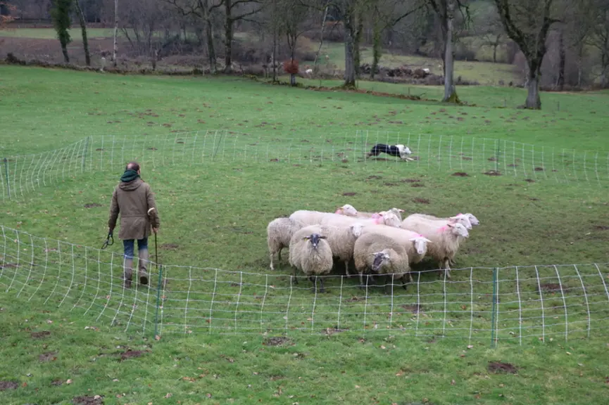 À midi, c'est-à-dire à l'opposé du maître par rapport au troupeau. On force le chien à trouver et tenir sa position se déplaçant au sein du cercle, ©