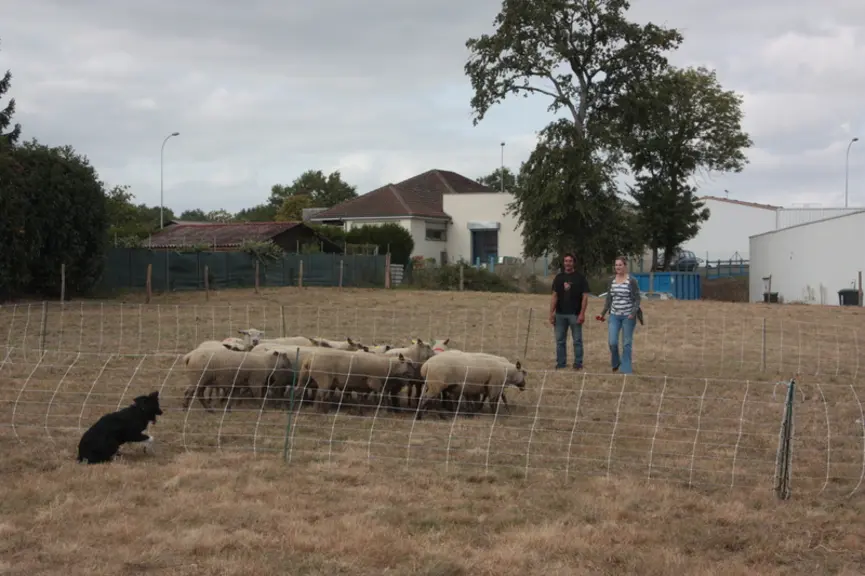 À midi, c'est-à-dire à l'opposé du maître par rapport au troupeau. C'est la place naturelle du chien. © B. Morel