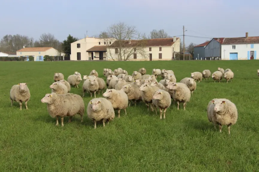 Les charmoises, très rustiques, restent dehors toute l’année. © V. Bargain