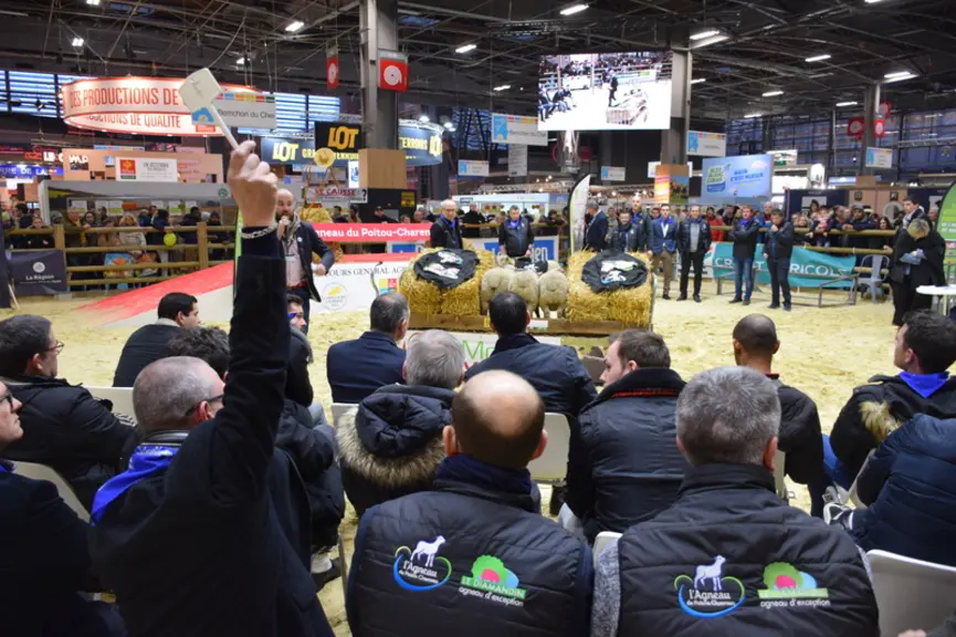 La première vente aux enchères d'agneaux de race Mouton vendéen a animé le ring ovin le mercredi 28 février en soirée.  © D. Hardy