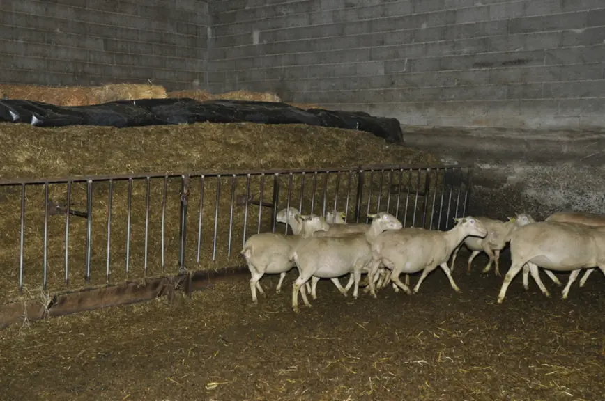Les brebis sont séparées en deux lots dans la bergerie (gestantes, allaitantes). Chaque lot a accès à un silo libre-service. Le cornadis avance sous l