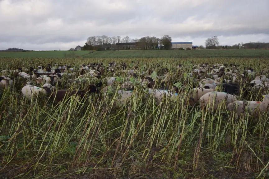 Les brebis restent dans les parcs avec les couverts végétaux. © D. Hardy