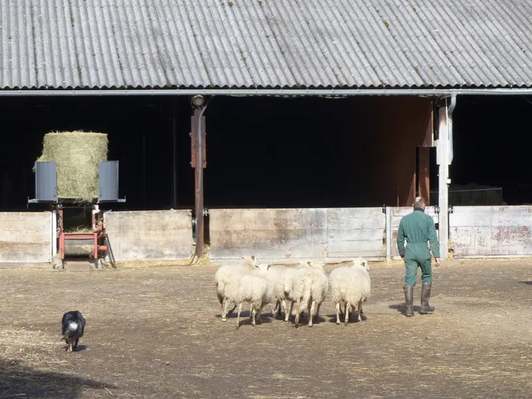 L'éleveur a racheté les 320 brebis à l'Institut de recherche agronomique et repris le bail des bâtiments en 2014. © M. Cholton