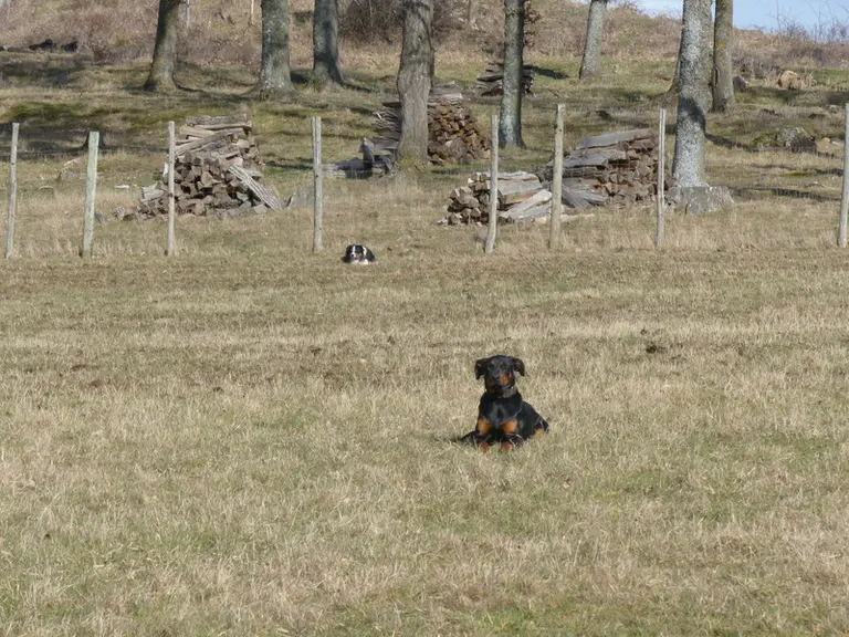 (Option) Yoan Thomas se fait épaulé dans son travail  par une beauceronne et un border collie.  © M. Cholton