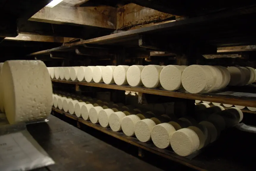 La collecte dans le rayon de Roquefort reste élevée malgré une baisse de consommation du fromage persillé.  © L. Geffroy
