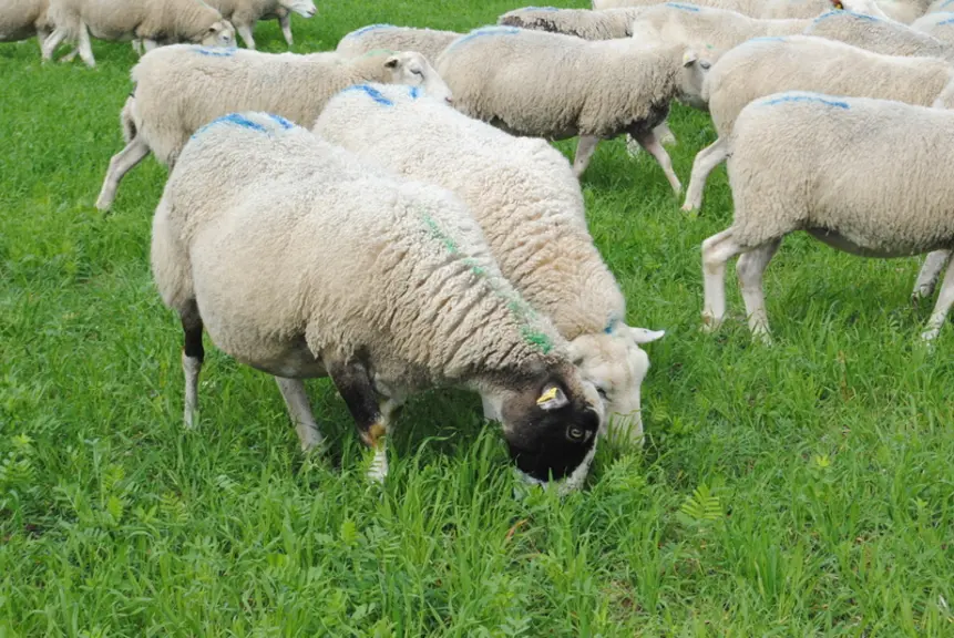Les brebis peuvent pâturer de grandes parcelles qu'il suffit de clôturer avec des fils électriques. © Ciirpo