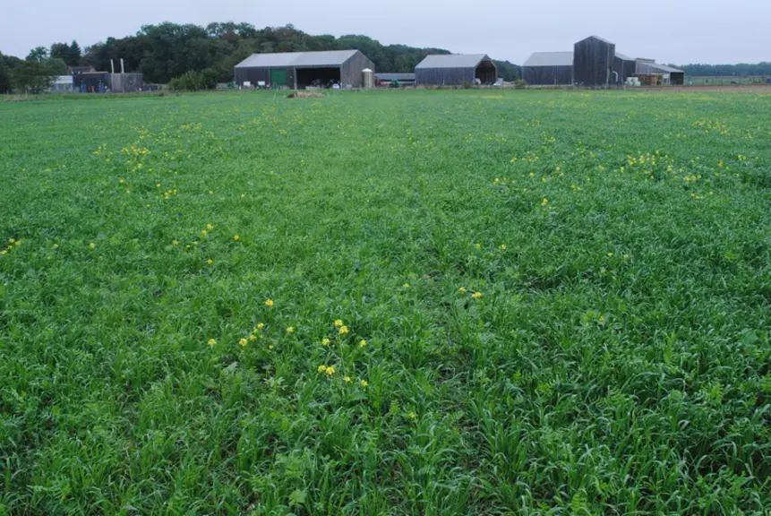 (mettre à côté de photo 2)130 mm de pluie en juillet-août avait permis des rendements de l’ordre de 3 tonnes de matière sèche par hectare à l’automne